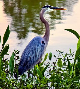 When Birding and hiking in Citrus County, you will see Great Blue Herons.