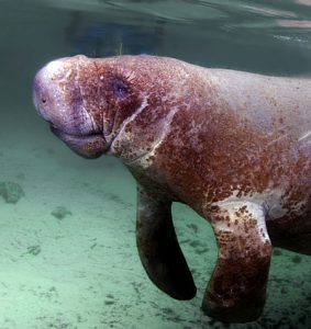 See the Nature Coast's Manatee in Crystal River Florida