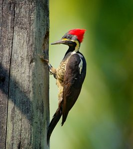 While birding and hiking, Woodpeckers are common at Sugarmill woods in Citrus County Florida