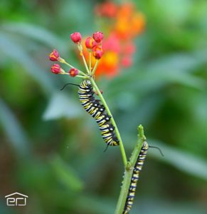 Monarch butterfly caterpillar near Sugarmill Woods Florida