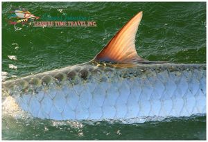 Homosassa Fly Fishing for Tarpon in Citrus County, Florida