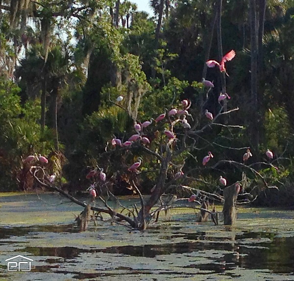 Roseate spoonbill's on the backwaters of the Withlacoochee River
