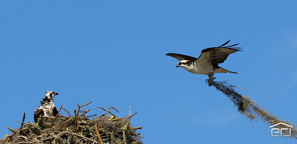 Osprey building a nest in Citrus County