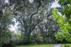 Live oak trees in Florida
