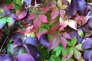 The Virginia Creeper is found amongst Florida's Fall Foliage in Citrus County,