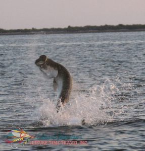 Tarpon on the line while fly fishing in homosassa Florida.