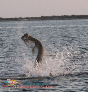 Tarpon on the line while fly fishing in homosassa