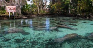 Florida Manatee, Coldwell Banker Next Generation Realty is your Sugarmill Woods and Homosassa Florida Home Specialist.