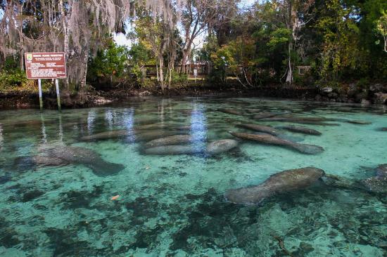 Florida Manatee, Coldwell Banker Next Generation Realty is your Sugarmill Woods and Homosassa Florida Home Specialist.