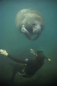Swim with the manatee when you live in Citrus County Florida