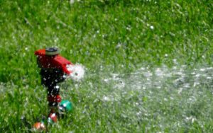 Summer time lawn care in citrus county