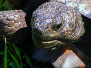 Sugarmill Woods Florida gopher tortoise