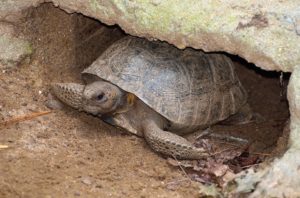 Gopher Tortoise of Sugarmill Woods, Florida