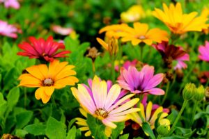 Garden Tips from Movement Mortgage Homosassa FL