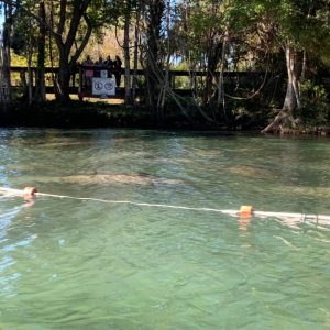 Manatees gather in Three Sisters Springs, Crystal River FL