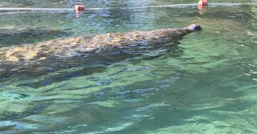 Manatee swims in Three Sister Springs, Crystal River FL
