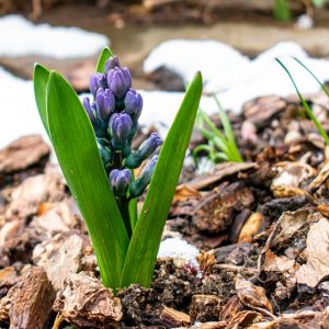 Sugarmill Woods Garden Tips - Coldwell Banker Next Generation Realty